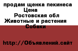 продам щенка пекинеса. › Цена ­ 1 500 - Ростовская обл. Животные и растения » Собаки   